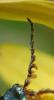 Malachius bipustulatus